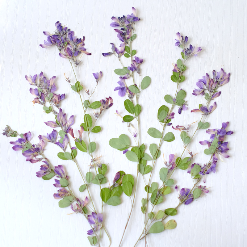 6개, 자연산 레스페다자 포모사 말린 압화, 식물 표본 - Resin Art And Jewelry 리뷰 및 가격