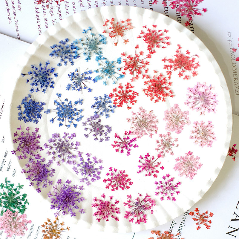 24개, 2-2.5cm, 자연 염색 미니 레이스 압화  - Resin Art And Jewelry 리뷰 및 가격